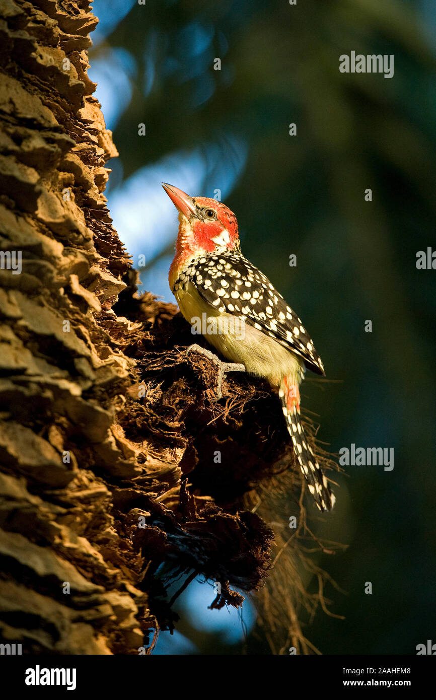 Flammenkopf Bartvogel Trachyphonus erythrocephalus Stock Photo