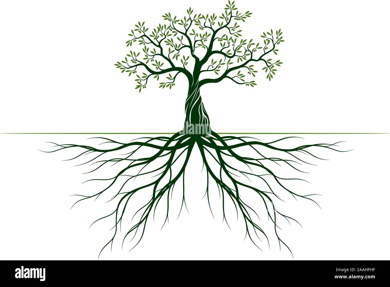 Green Olive Tree With Leaves And Roots Vector Outline