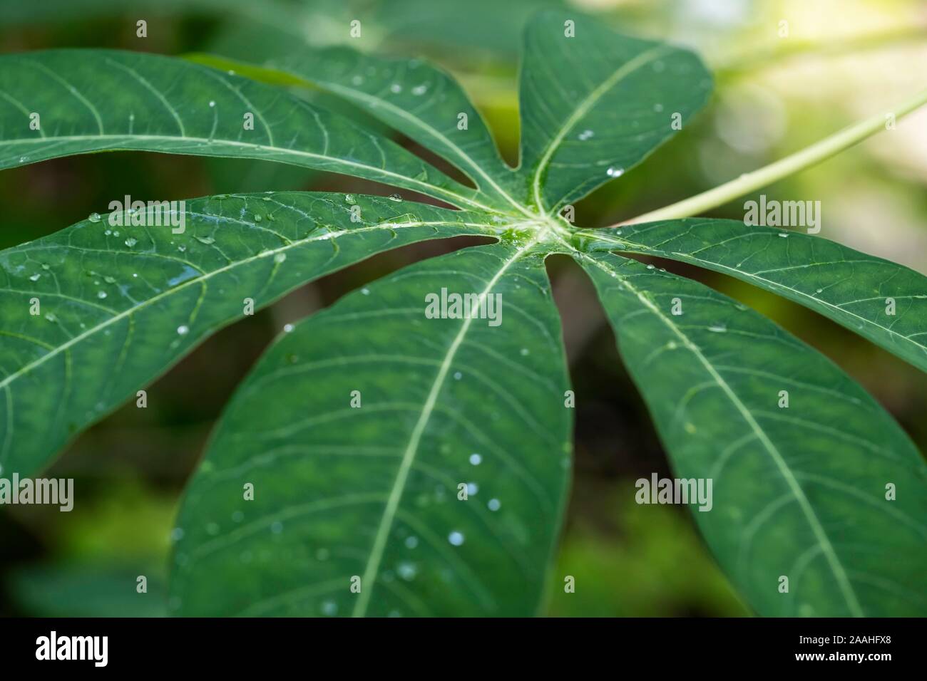 Leaf of Cassava (Manihot esculenta), Germany Stock Photo