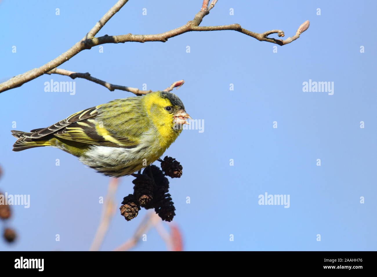 Eurasian siskin (Carduelis spinus) feeding on Alder (Alnus sp) alder cones. Europe Stock Photo