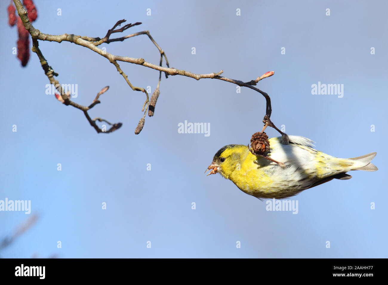 Eurasian siskin (Carduelis spinus) feeding on Alder (Alnus sp) alder cones. Europe Stock Photo