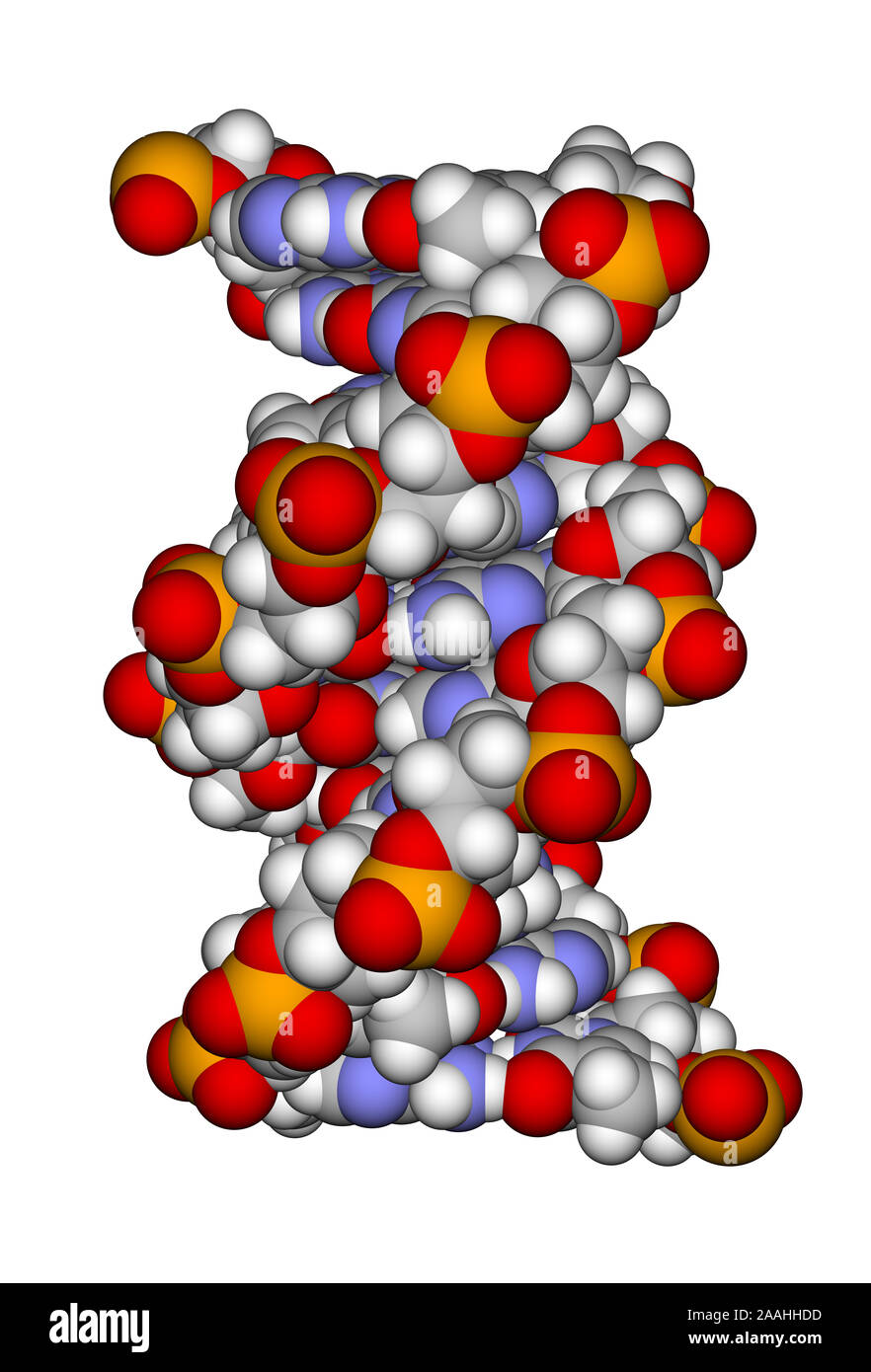Part of a DNA double helix (a space filling model) Stock Photo