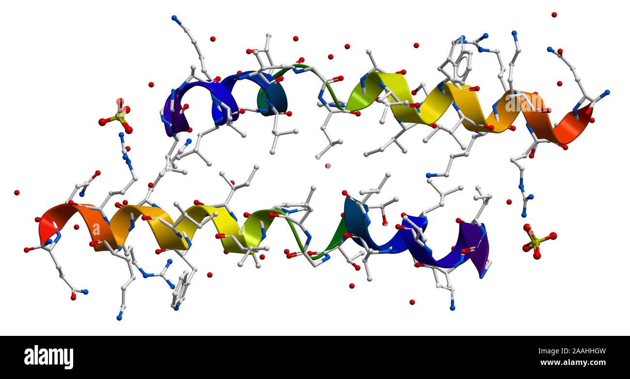 Melittin, the principal active component of apitoxin (bee venom) Stock Photo