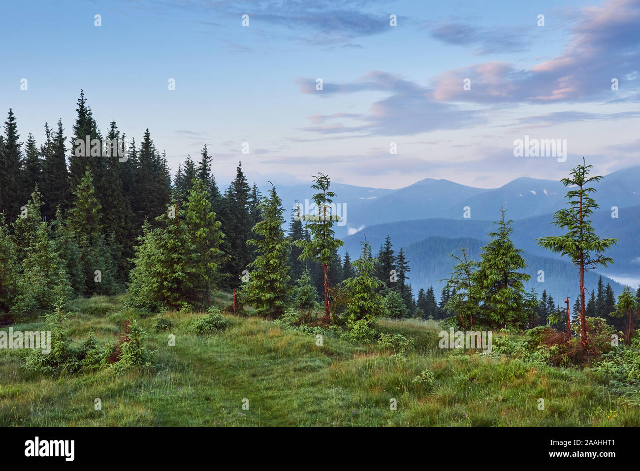 Misty Carpathian mountain landscape with fir forest, the tops of trees ...