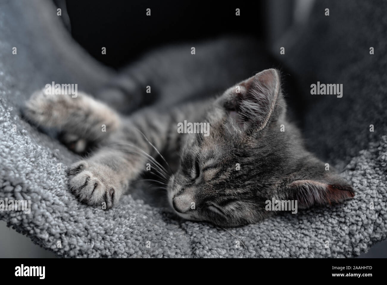 Cute short-haired grey kitten sleeping in a cat tree during the daytime. Stock Photo