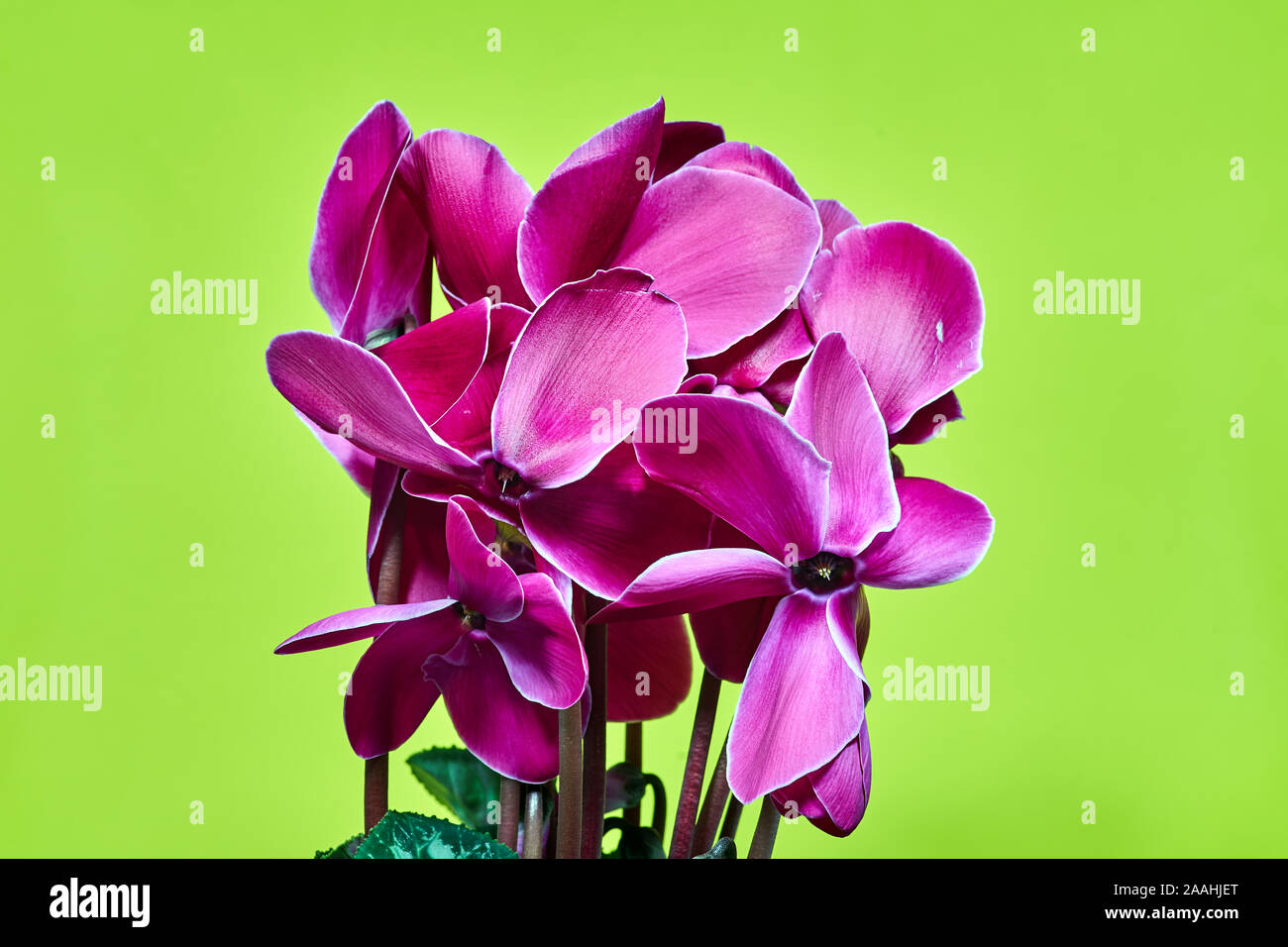 beautiful-pink-alpine-violet-flower-on-a-yellow-background-stock-photo
