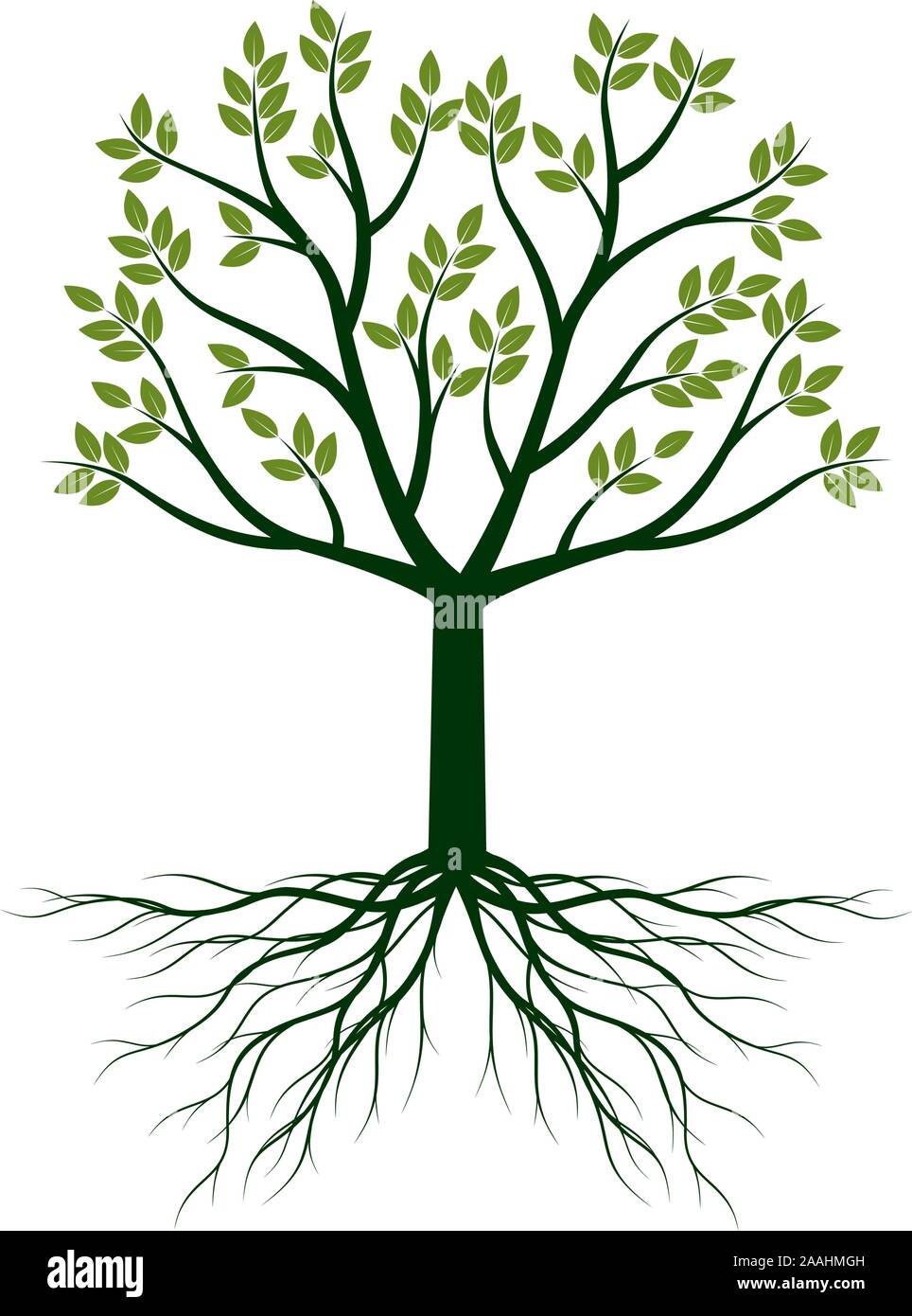 Green Tree With Leaves And Roots Vector Outline Illustration