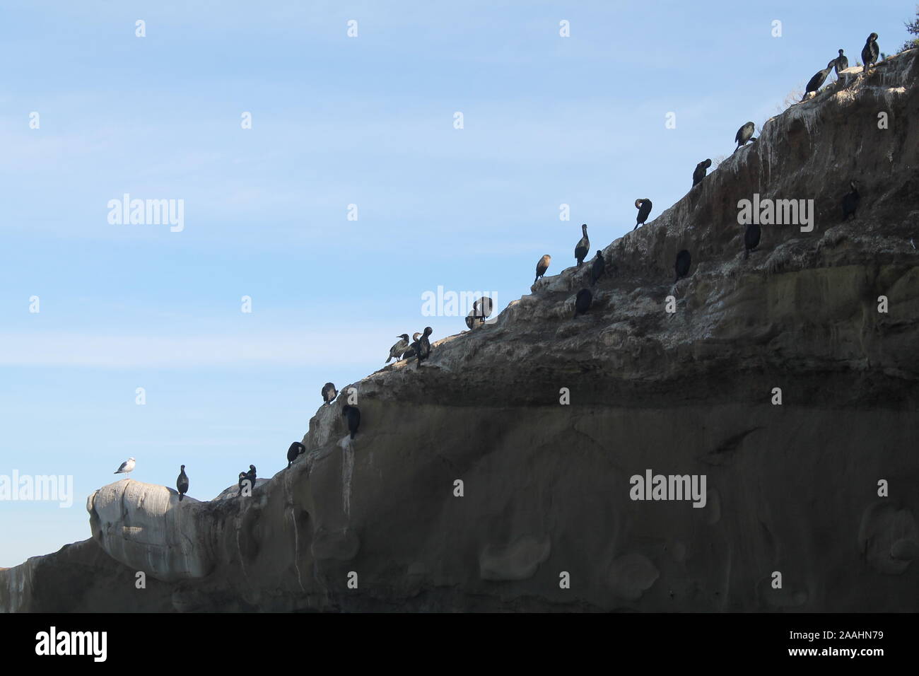 Perched Seabirds Stock Photo