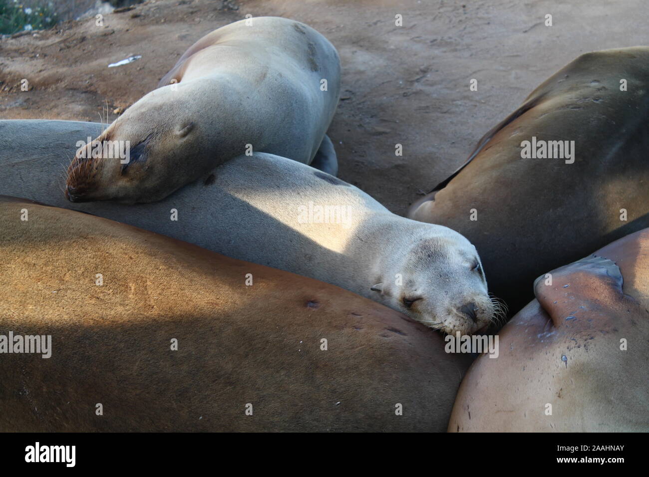 La Jolla Cove Seals Stock Photo Alamy