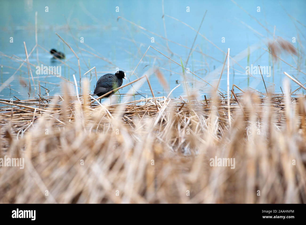 Common or Eurasian coot, Fulica atra in the yellow floating grass on the lake. Black waterbird with a white forehead. Stock Photo