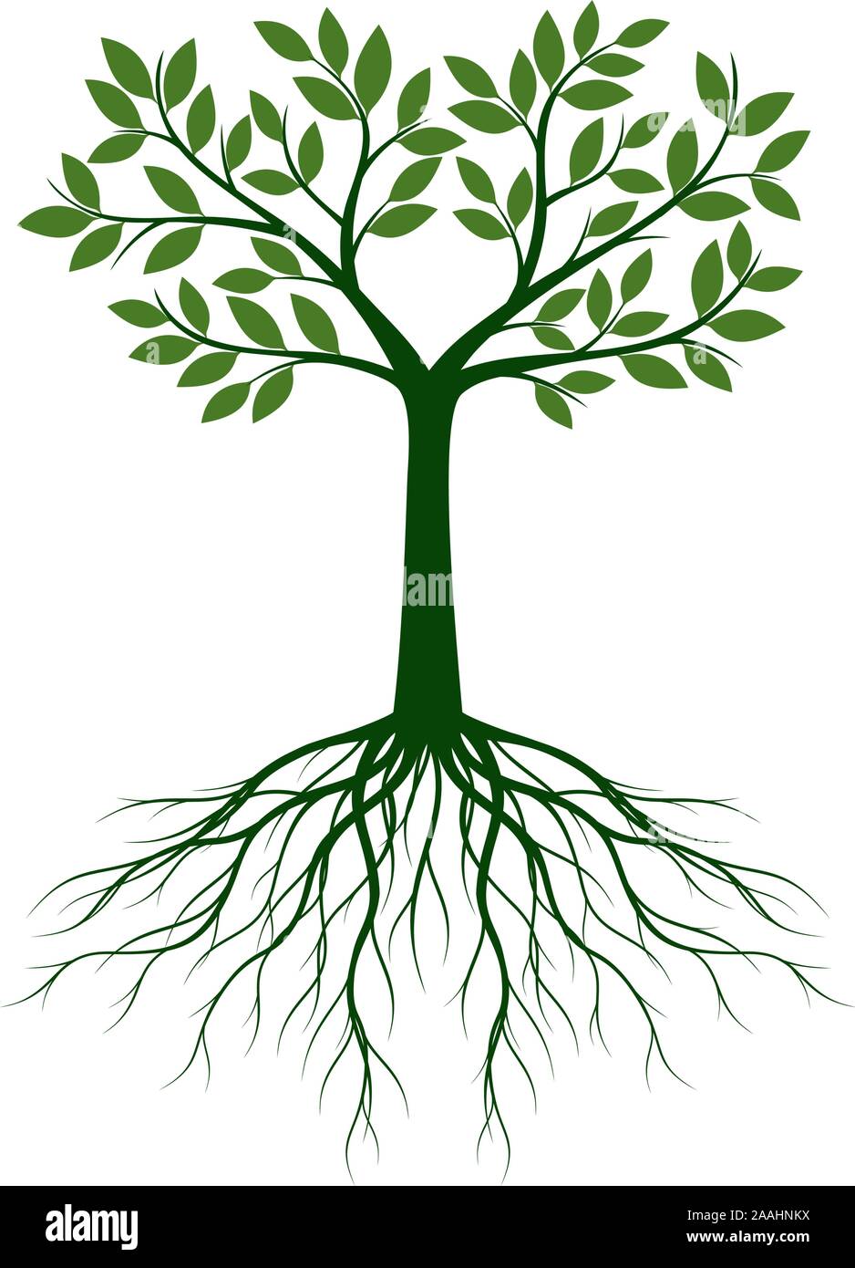 Green Tree With Leaves And Roots Vector Outline Illustration On
