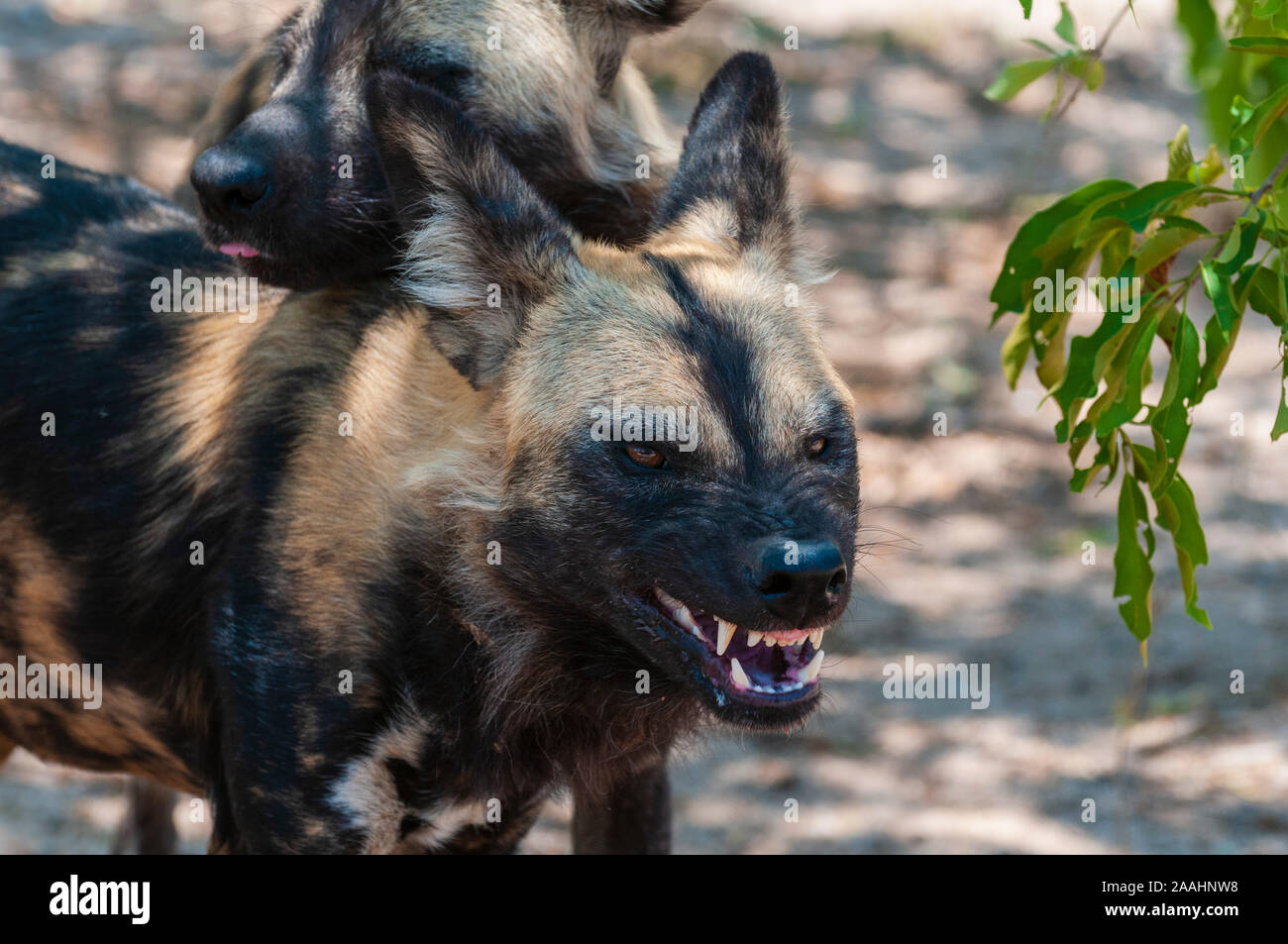 Wild Dog (Lycaon pictus), Captive, Hoedspruit Endangered Species Centre, Kapama Game Reserve, South Africa Stock Photo