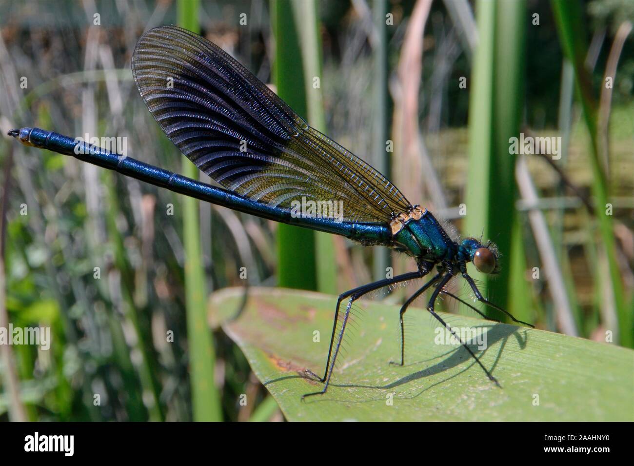 Male Banded demoiselle damselfly (Calopteryx splendens) sunning on a riverbank rush, River Avon, Wiltshire, UK, July. Stock Photo