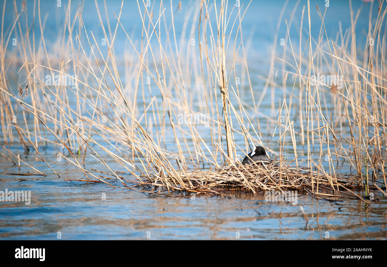 Common or Eurasian coot, Fulica atra on the nest on the lake. Black waterbird with a white forehead. Stock Photo