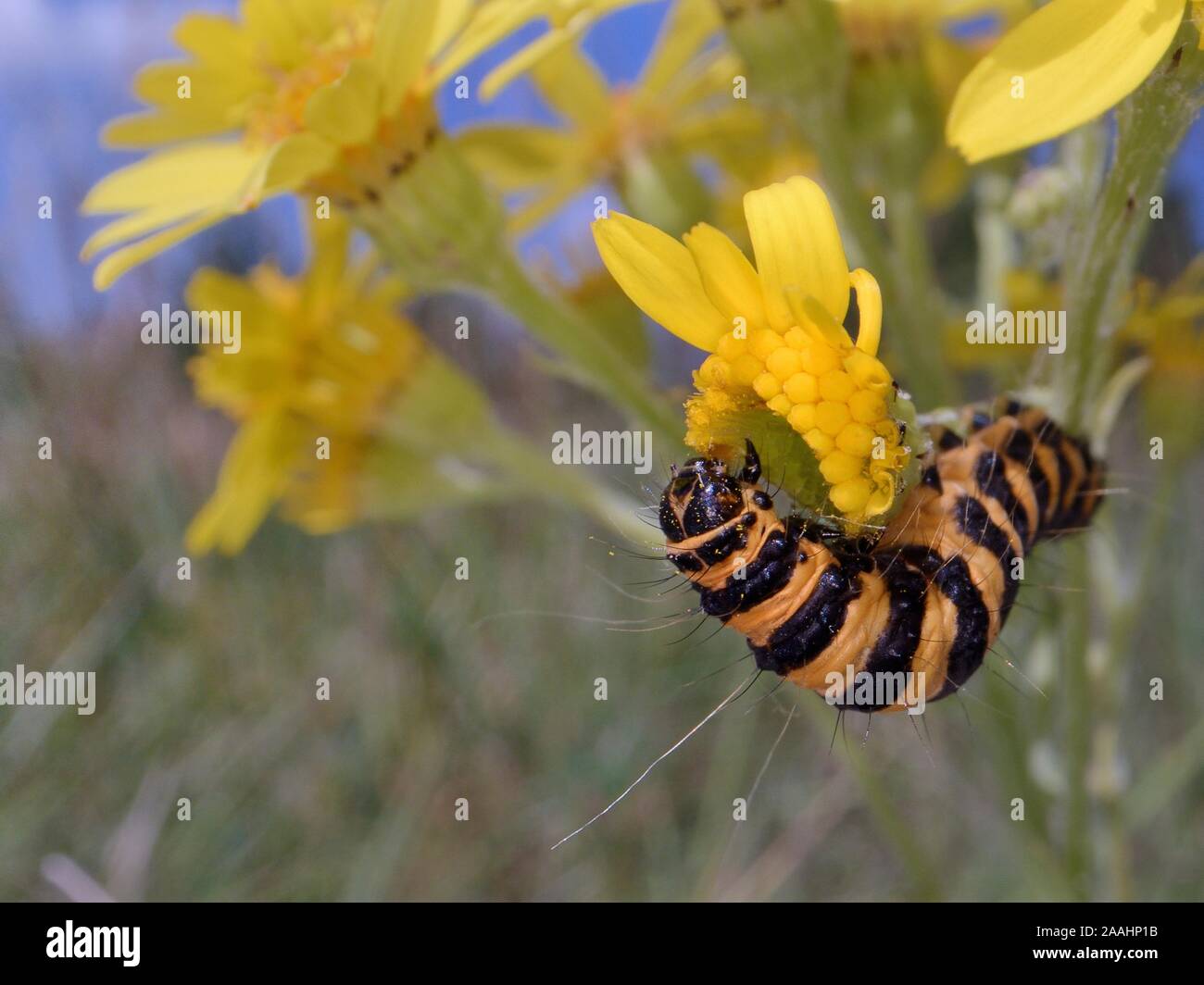 Cinnabar moth caterpillar (Tyria jacobaeae) feeding on a Ragwort flower (Senecio jacobaea) in a meadow, Wiltshire, UK, July. Stock Photo