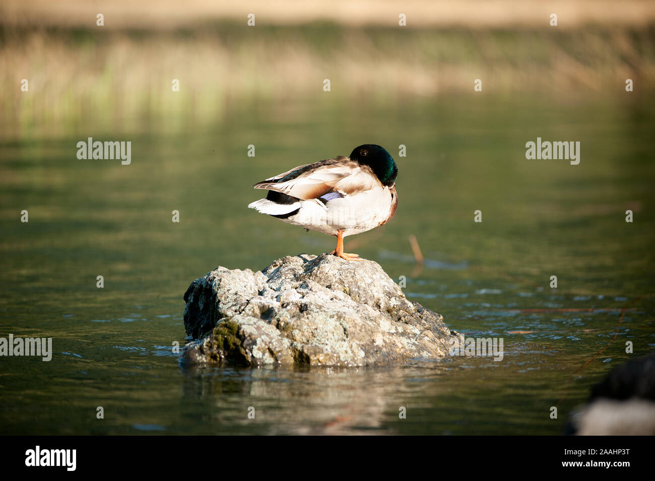 Duck sitting on the stone in water and relaxing with the head between wings. Stock Photo
