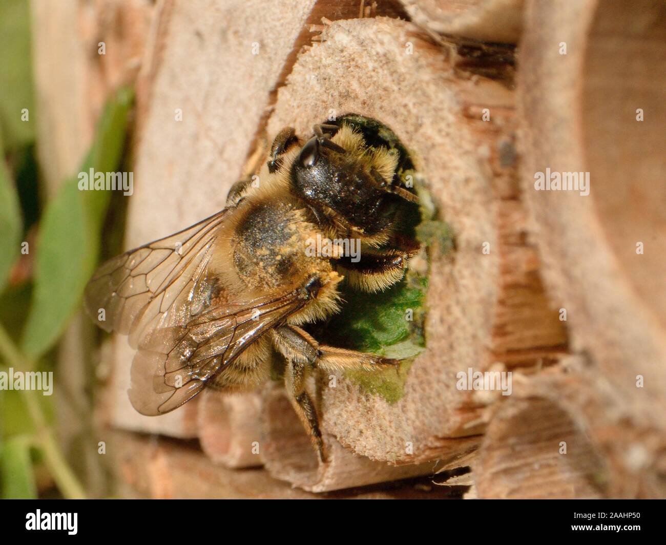 Leaf-cutter / Rose-cutter bee (Megachile willughbiella) using a circular section of Rose leaf to seal its nest in a Bamboo tube in an insect hotel UK Stock Photo
