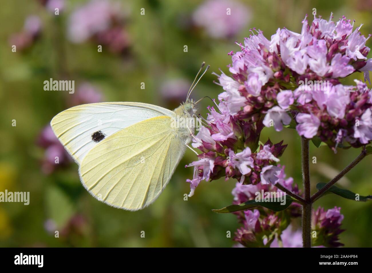 Small white butterfly (Pieris rapae) nectaring on Wild marjoram flowers (Origanum vulgare) in a chalk grassland meadow, Wiltshire, UK, July. Stock Photo