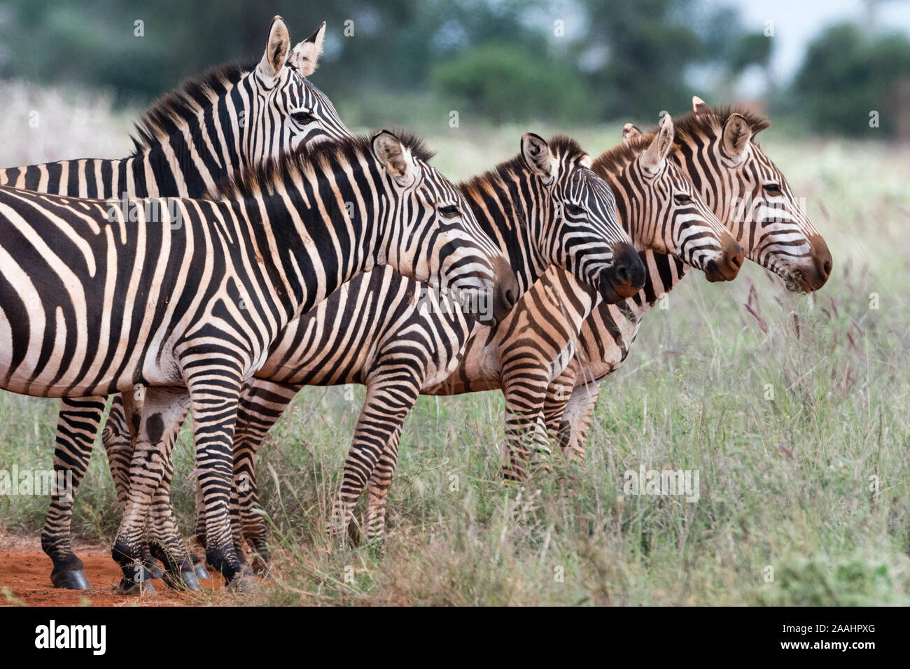 Herd of plains zebras, Equus quagga, Voi, Tsavo, Kenya Stock Photo Alamy