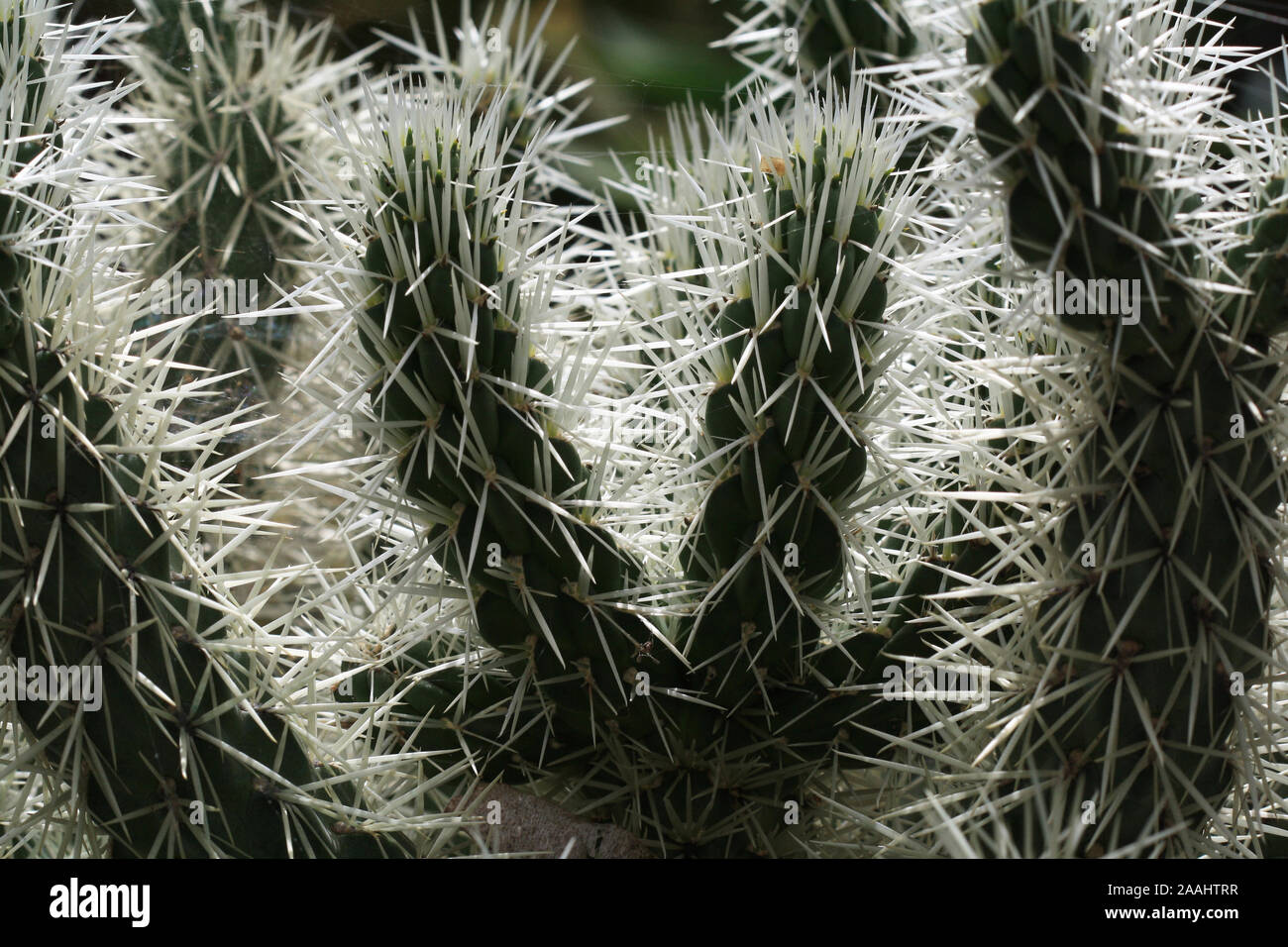 Kaktus cylindropuntia tunicata Stock Photo