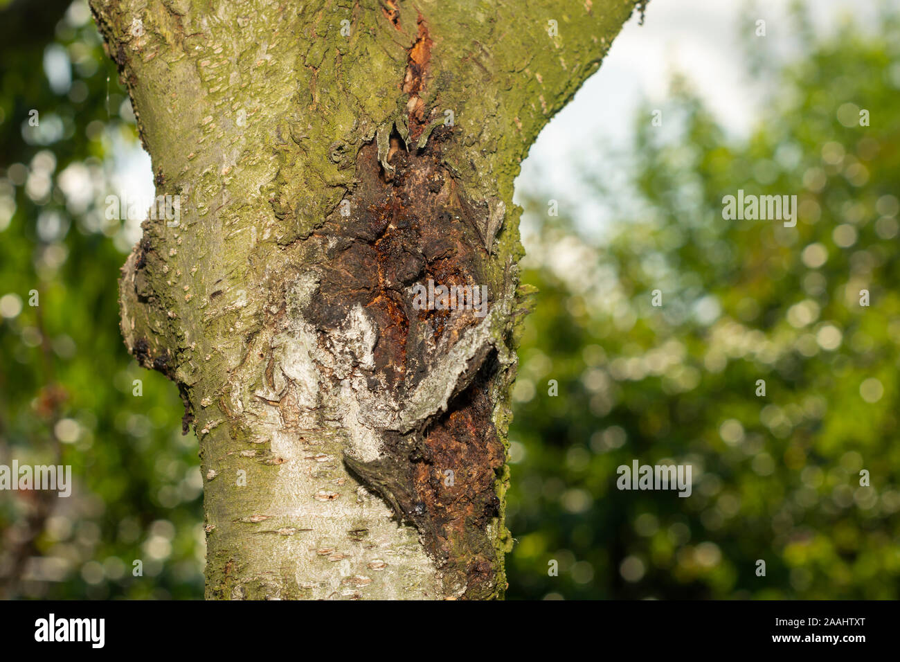 diseased bark and trunk of peach and nectarine tree. Closeup macro