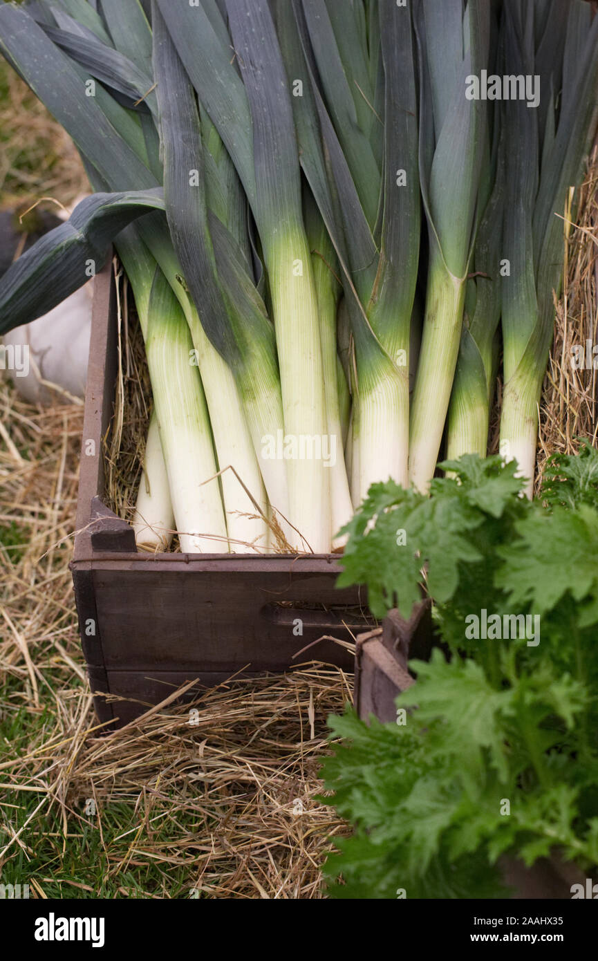 Harvested leeks in a wooden box. Stock Photo