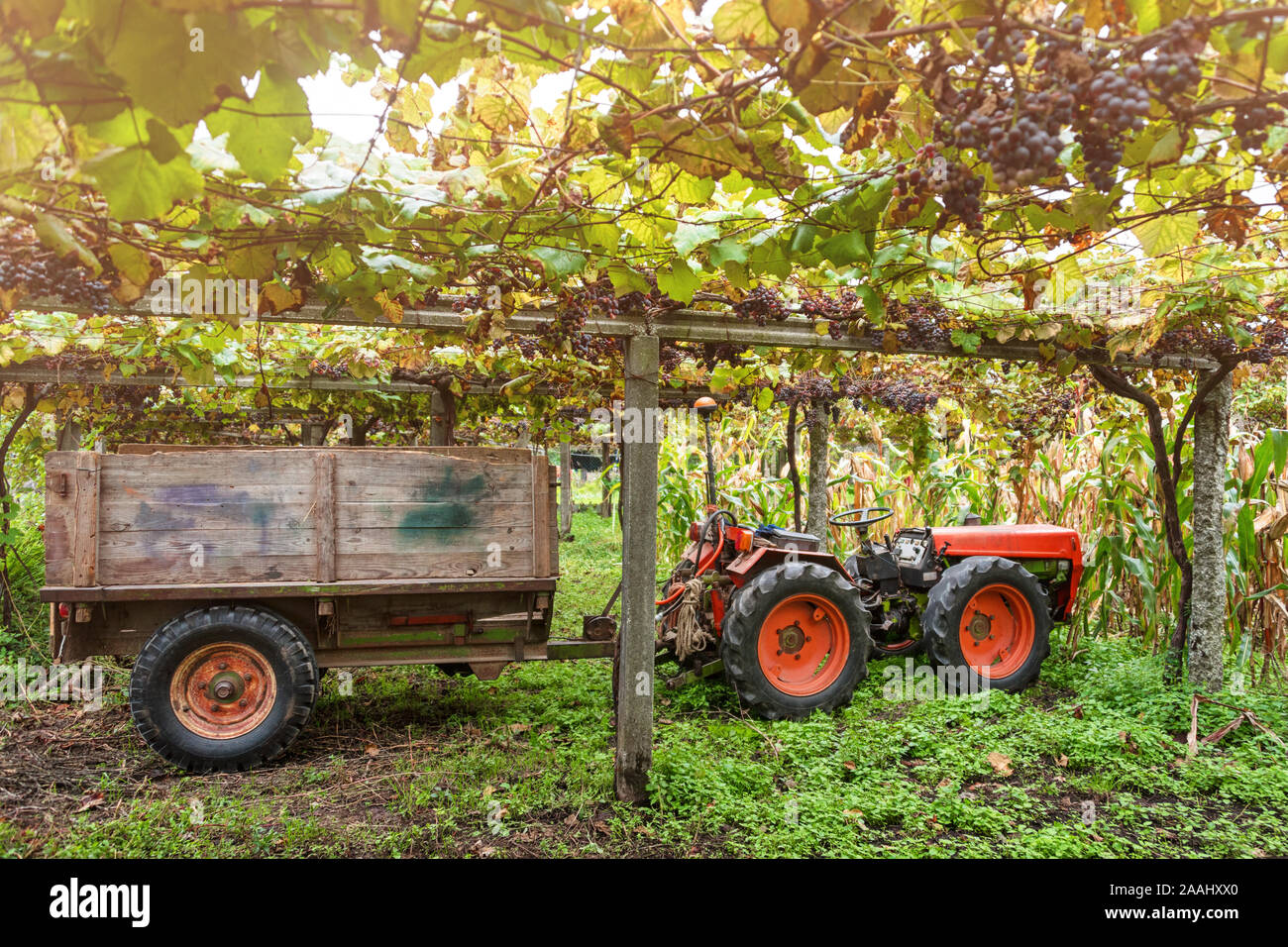 Tractor in the vineyard. Winery Harvest. Grape picker truck transporting grapes from vineyard to wine manufacturer Stock Photo