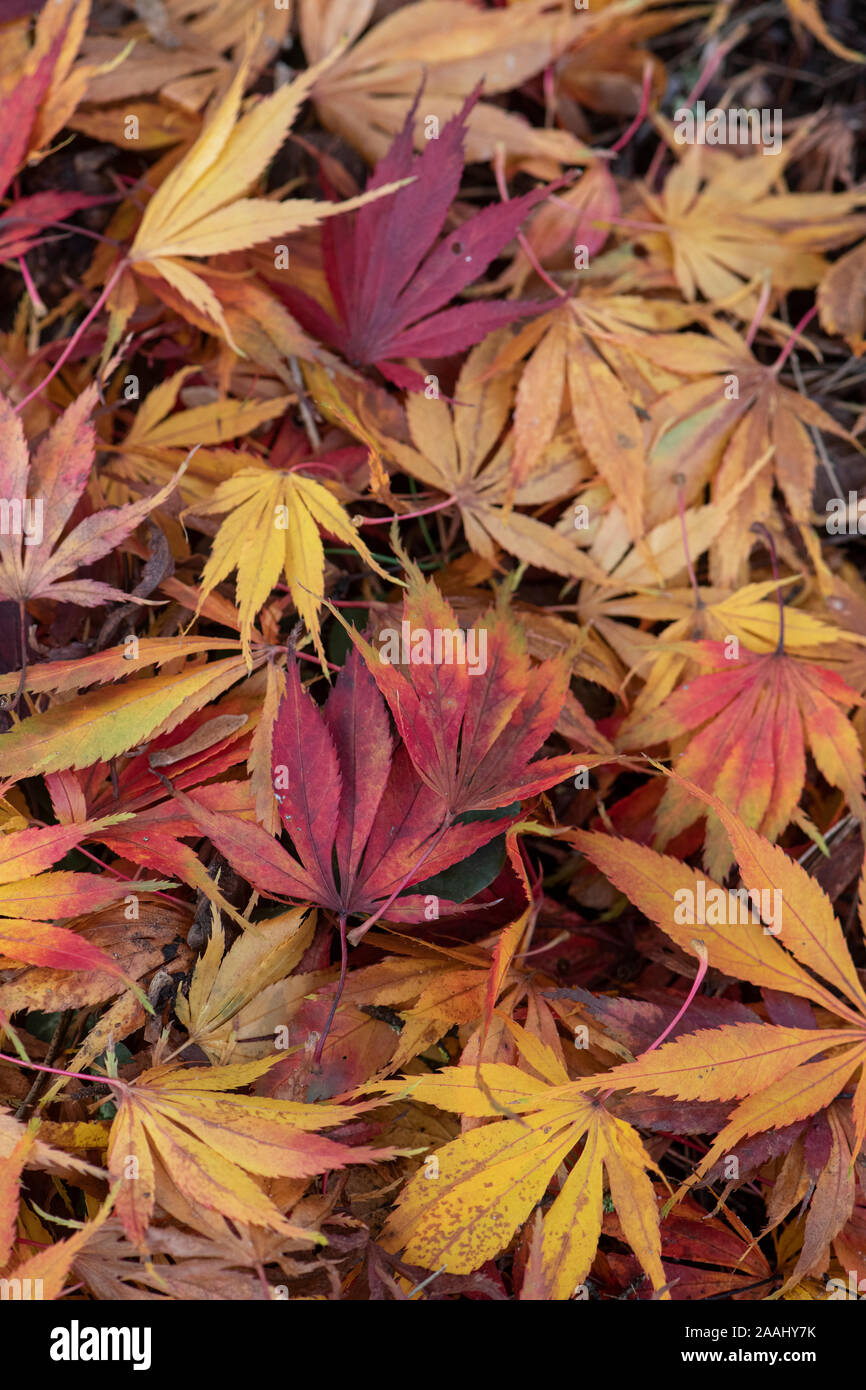 Maple leaves in autumn: Acer palmatum “elegans” Stock Photo