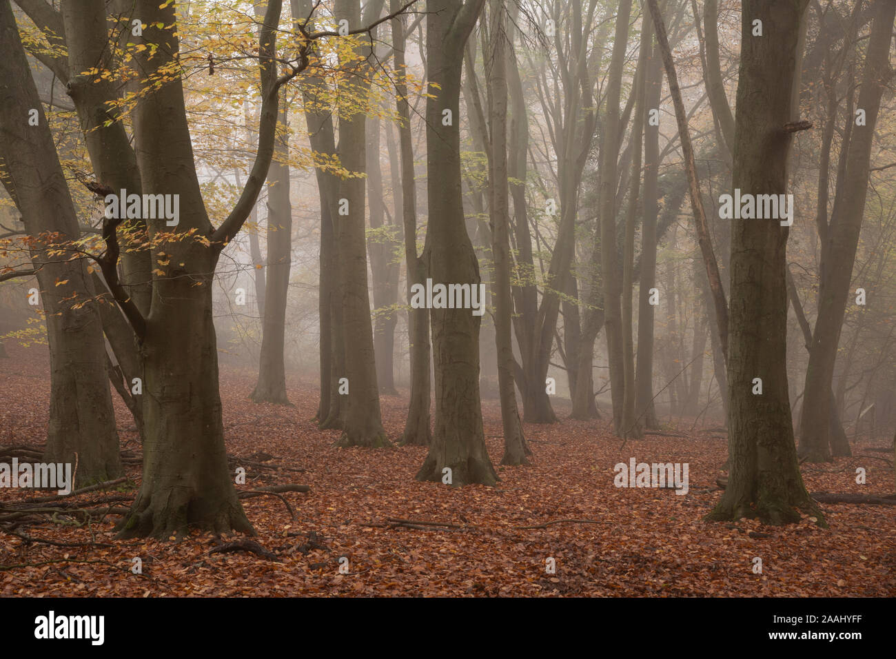 Beech woodland (Fagus sylvatica) in autumn. Surrey, UK. Stock Photo
