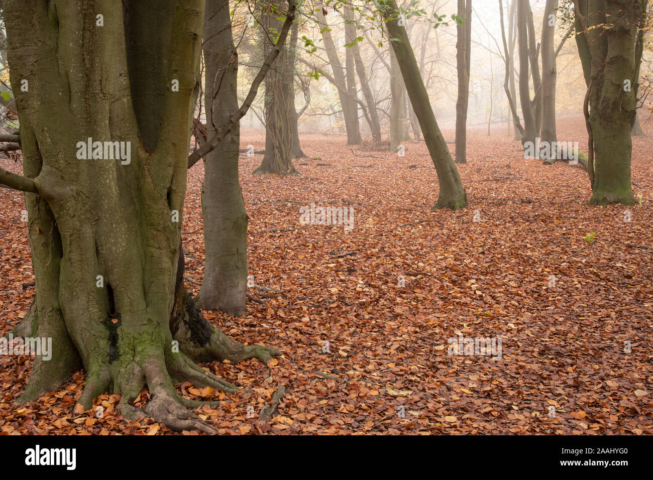 Beech woodland (Fagus sylvatica) in autumn. Surrey, UK. Stock Photo