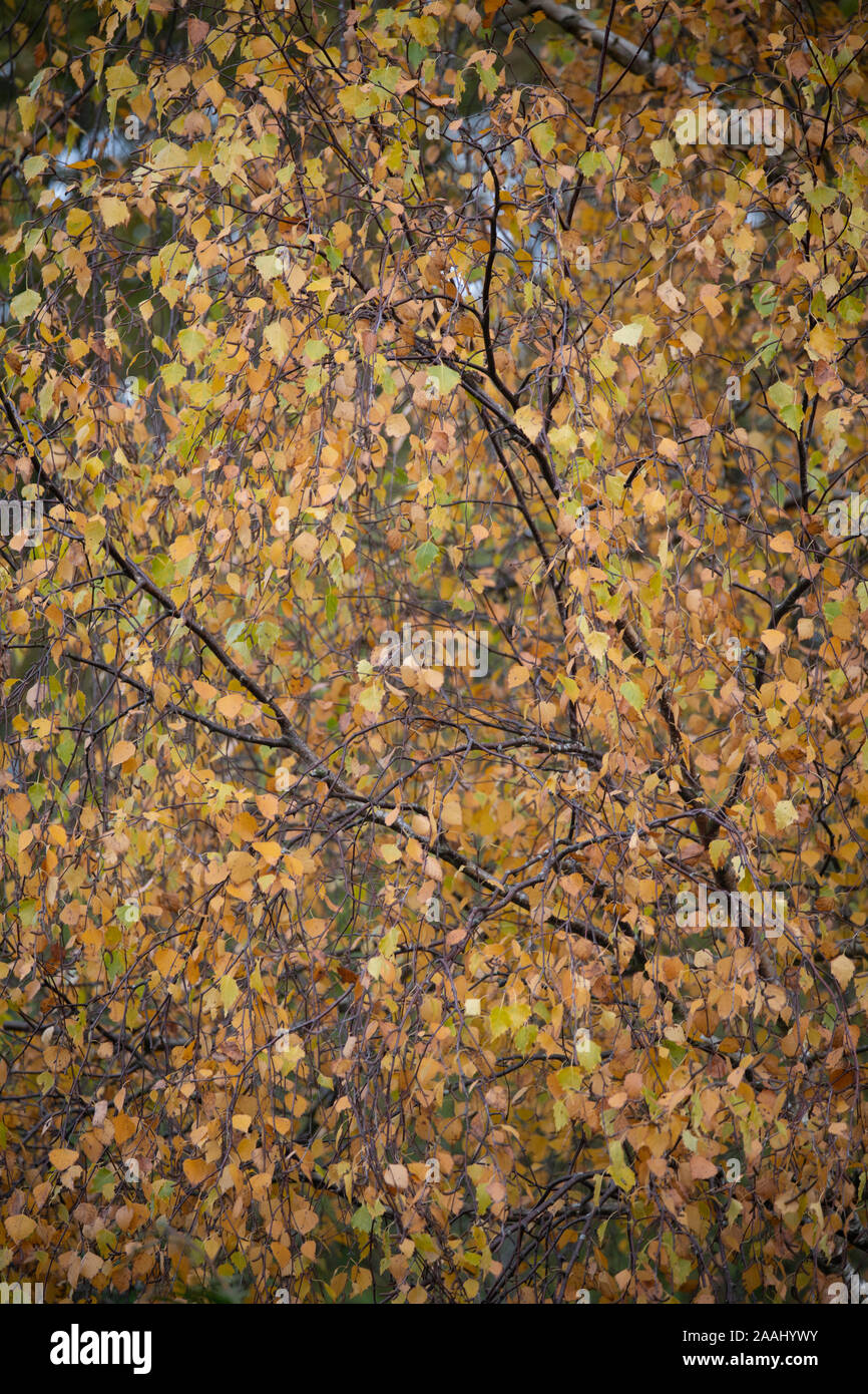 Silver Birch tree: Betula pendula. Leaves in autumn. Surrey, UK. Stock Photo