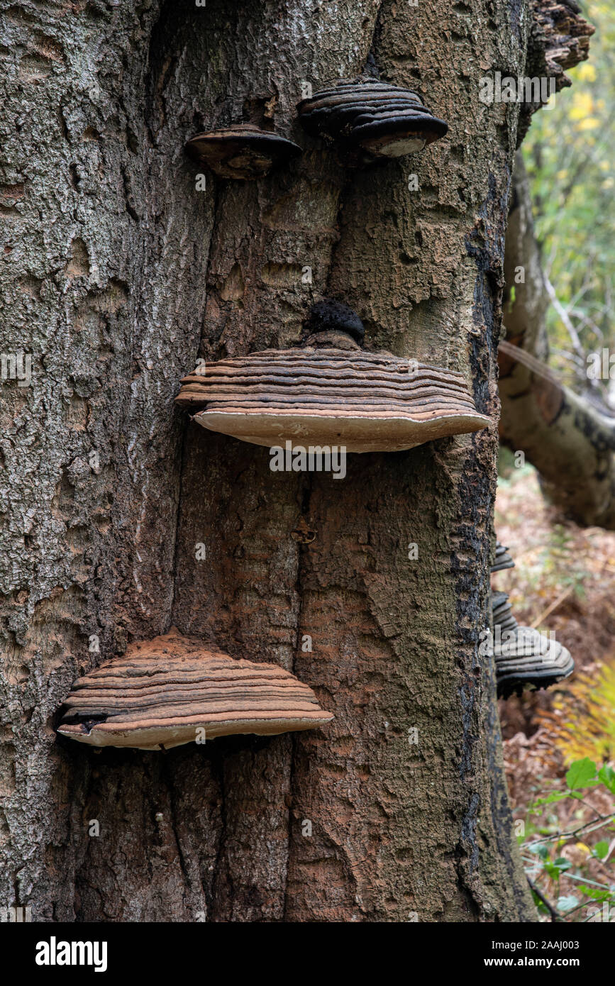 Southern Bracket Fungus: Ganoderma australe. On Beech tree. Surrey, UK Stock Photo