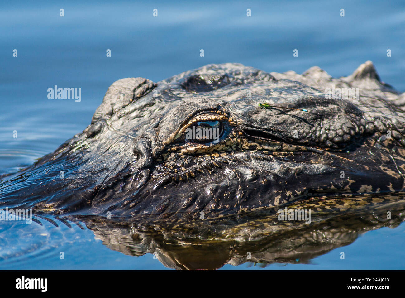 Alligator with Dragon Fly resting on its eye Stock Photo