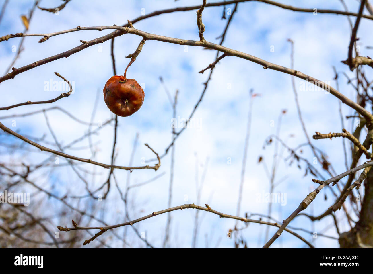 Dry apple, quince rotten fruit on the tree in orchard, organic food. Stock Photo