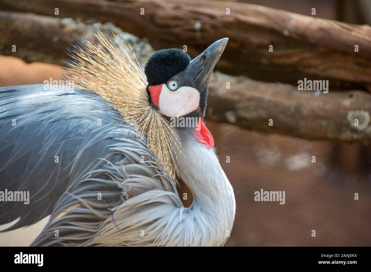 A grey Crowned crane in the Nairobi National Park conservation center. Stock Photo