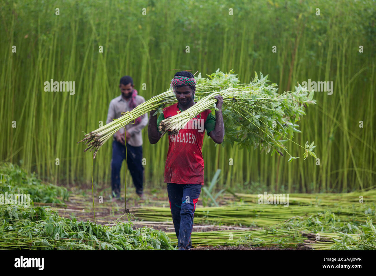 Jute harvesting hires stock photography and images Alamy