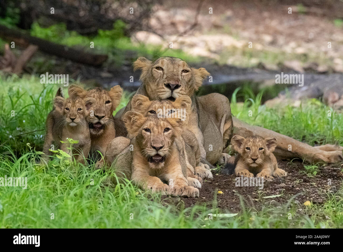 Pride of Asiatic Lion (Panthera Leo Persica Stock Photo - Alamy