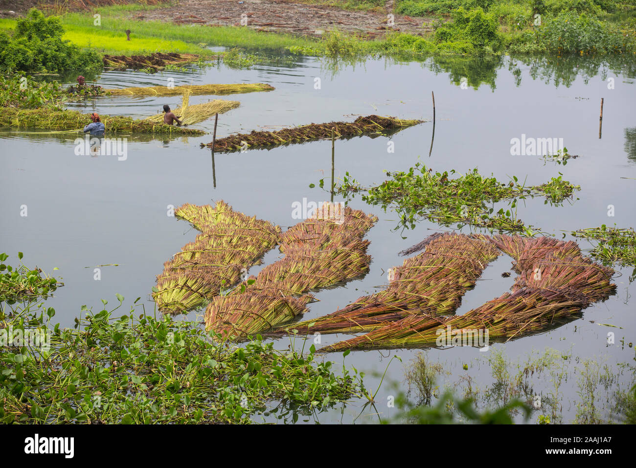 Farmers at Faridpur's Bhanga soaking jute in a water body after harvesting them from a nearby field. Stock Photo