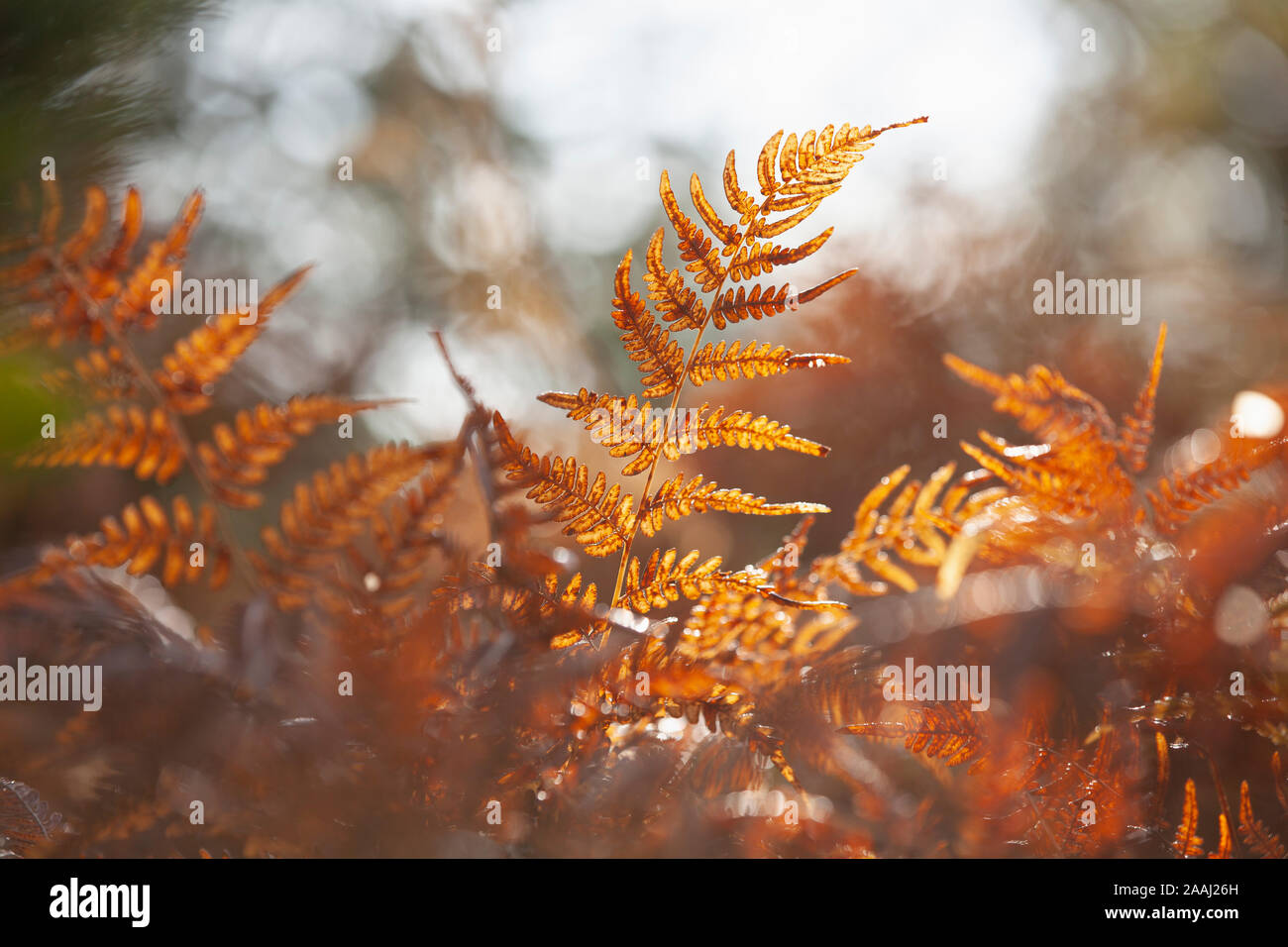 Dried fern leaves hi-res stock photography and images - Alamy