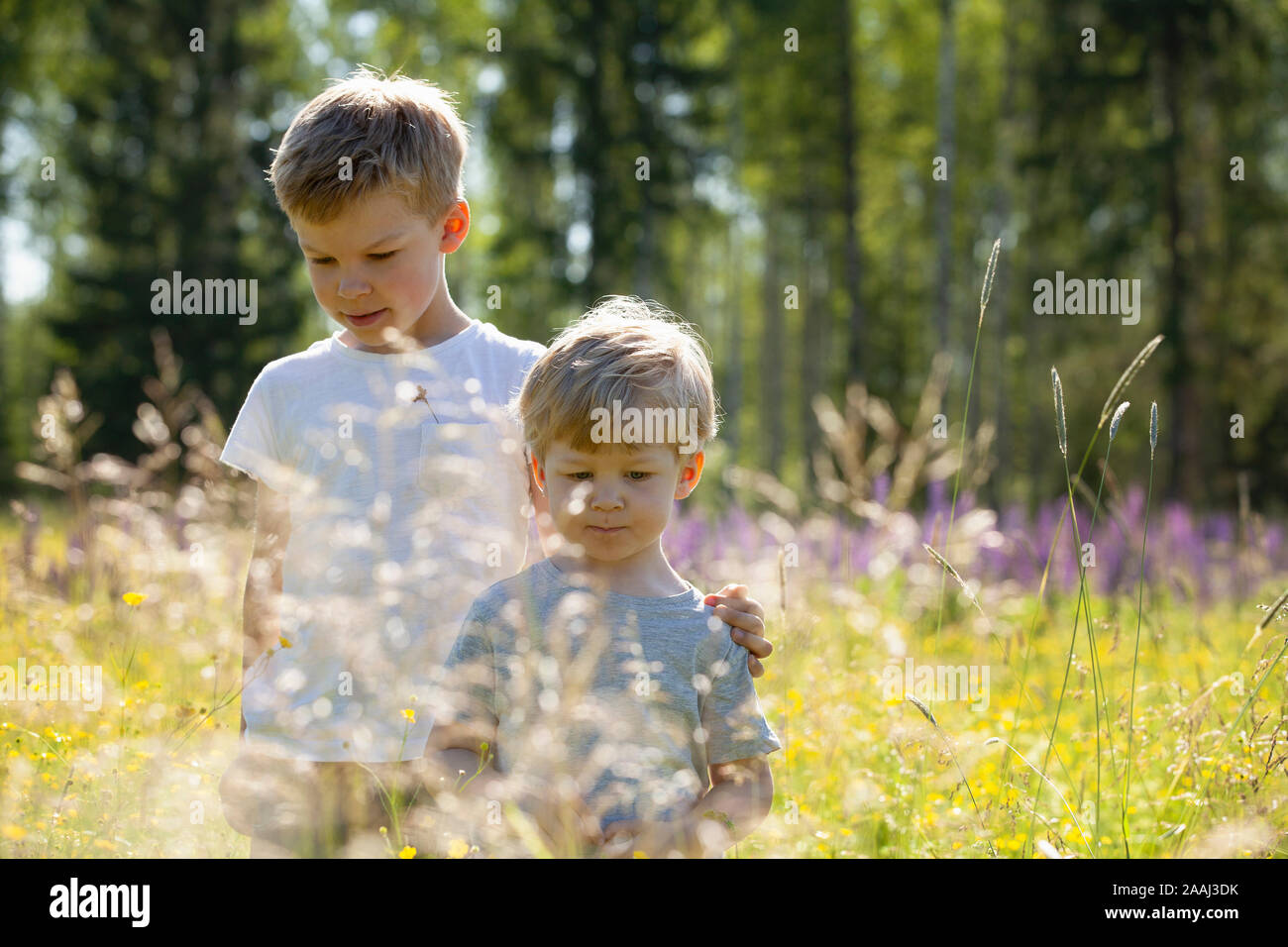 Boys in wildflower field hi-res stock photography and images - Alamy