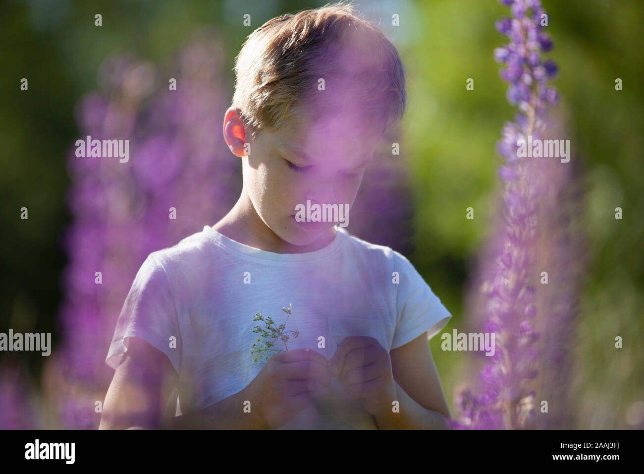 Boys in wildflower field hi-res stock photography and images - Alamy