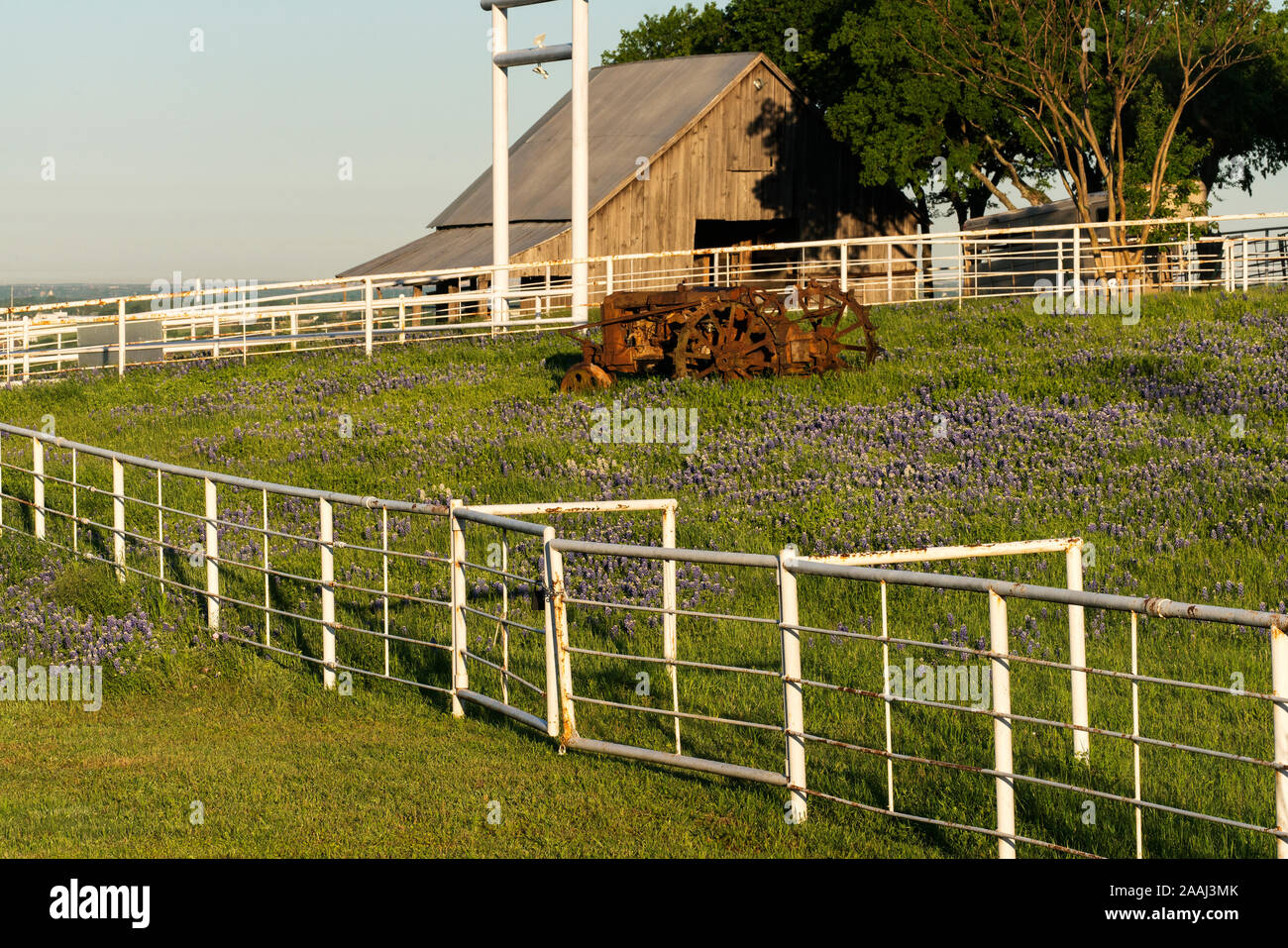 A texas barn and tractor in a meadow of bluebonnets Stock Photo