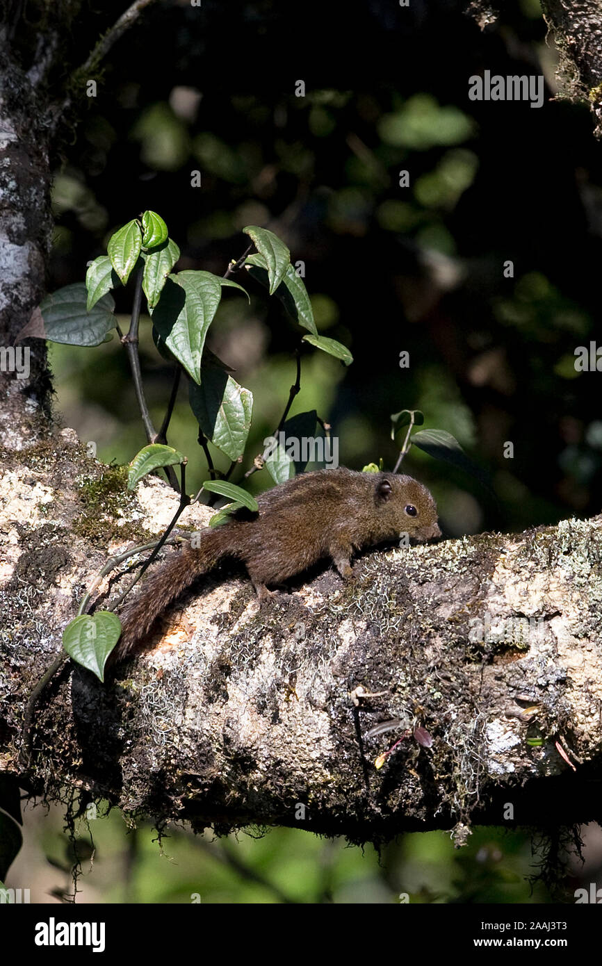 Funambulus Obscurus Dusky Palm Squirrel (Funambulus obscurus) Sri Lanka LK Asia November ...