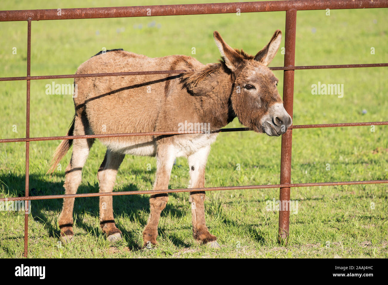 Feral Donkeys High Resolution Stock Photography and Images - Alamy