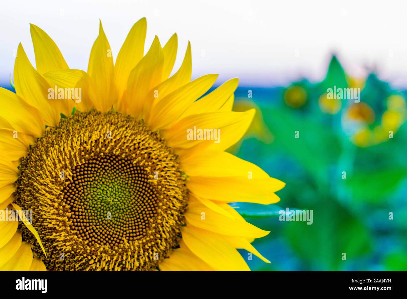 sunflowers in the field Stock Photo - Alamy