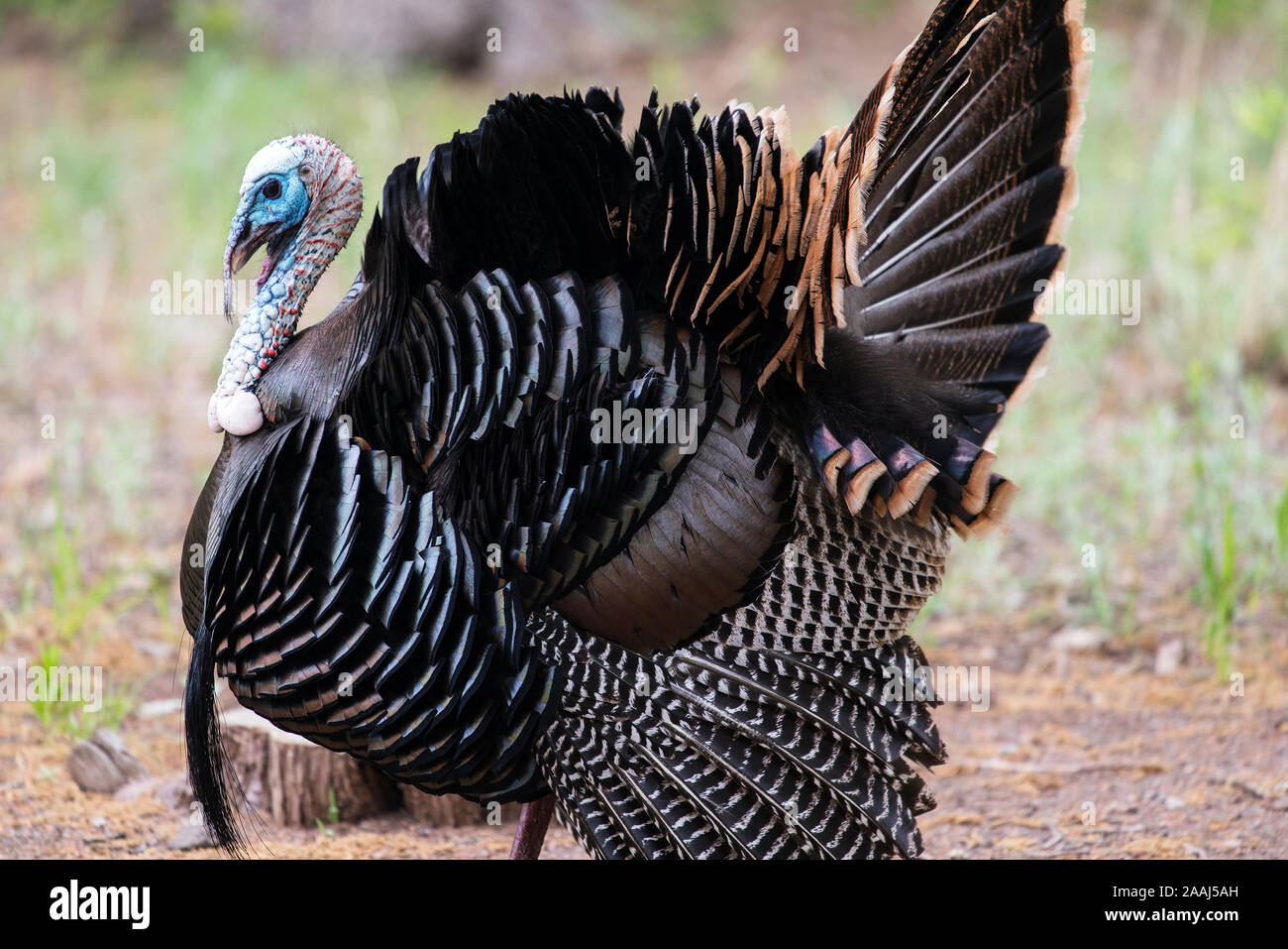 Page 2 Rio Grande Wild Turkey High Resolution Stock Photography And Images Alamy Page 2 Rio Grande Wild Turkey High Resolution Stock Photography And Images Alamy