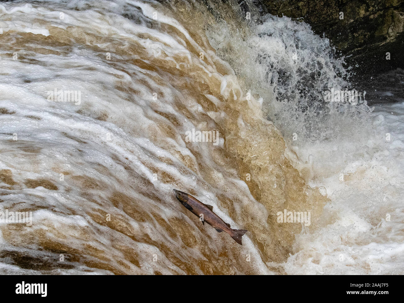 Migrating salmon, Salmo salar, leaping at Stainforth Falls on the river Ribble in upper Ribblesdale, North Yorkshire, to return to their breeding grou Stock Photo
