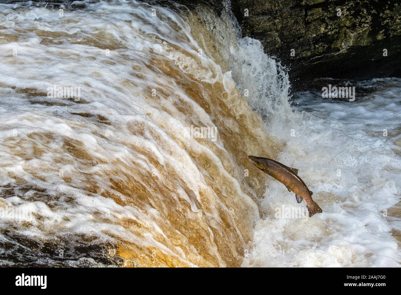 Migrating salmon, Salmo salar, leaping at Stainforth Falls on the river Ribble in upper Ribblesdale, North Yorkshire, to return to their breeding grou Stock Photo