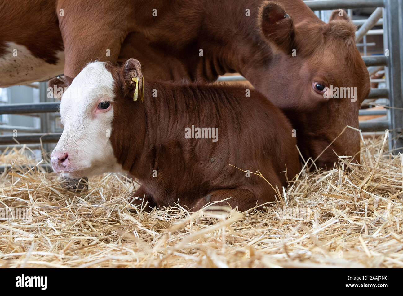 Hereford cow up close hi-res stock photography and images - Alamy