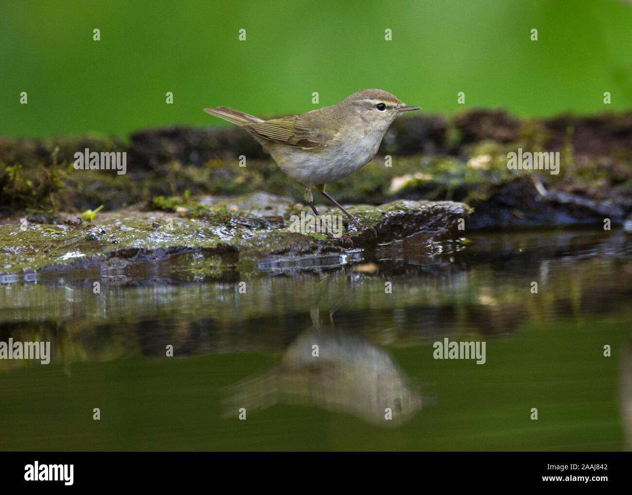 Chiffchaff (Phylloscopus collybita) at woodland drinking pool, Hortobágy National Park, Hungary Stock Photo